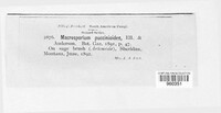 Macrosporium puccinioides image